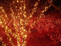 036 Toledo Zoo Light Show [2008 Dec 27]